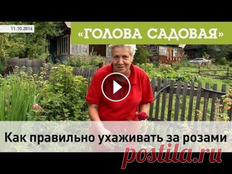 Голова садовая - Как правильно ухаживать за Розами Подписывайтесь на кулинарный канал моей подруги: - Как же я люблю цветы! Особенно Розы. И как печально видеть как мои розы страдают. По этому я очень ...