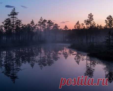 Утро на болоте в Ленобласти. Автор фото – Камиль Нуреев: nat-geo.ru/community/user/45446/ Хорошего дня!
