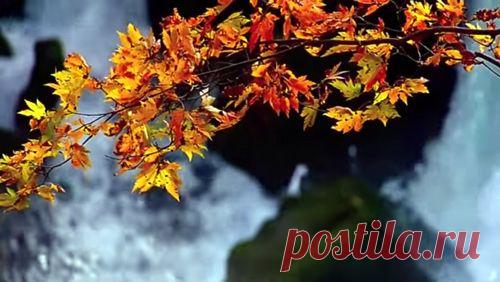 Осенние болезни | Вся альтернативная медицина