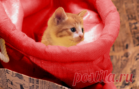 Дед Мороз достал из мешка маленькое чудо, которое изменило жизнь целой семьи | Тайган | Дзен