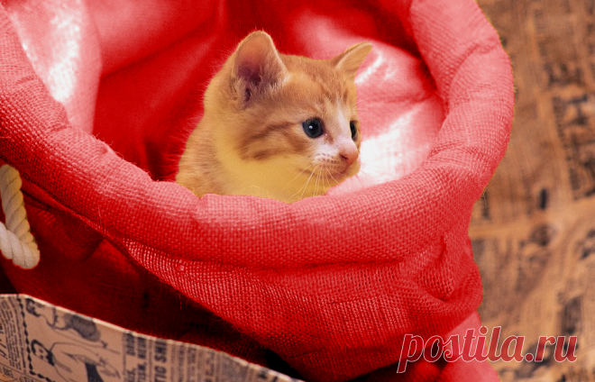 Дед Мороз достал из мешка маленькое чудо, которое изменило жизнь целой семьи | Тайган | Дзен