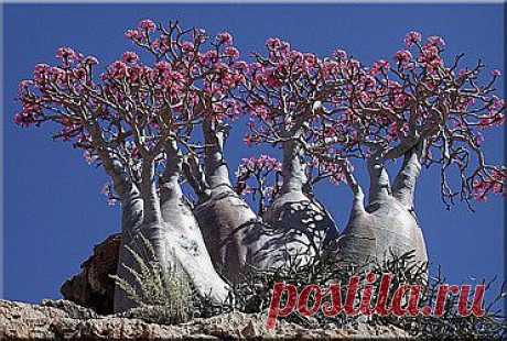 Адениум (Adenium). Описание, виды и уход за адениумом | Флористика на &quot;Добро ЕСТЬ!&quot;
