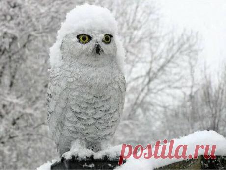 «(55) Одноклассники» — карточка пользователя Зинаида Пупшева в Яндекс.Коллекциях