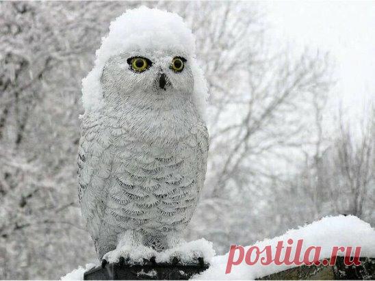 «(55) Одноклассники» — карточка пользователя Зинаида Пупшева в Яндекс.Коллекциях