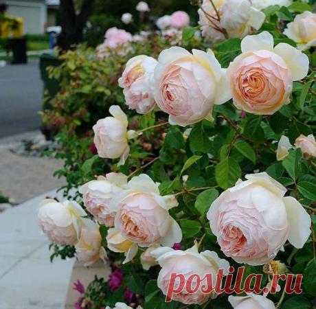 Хотелки по розам - Babyblog.ru