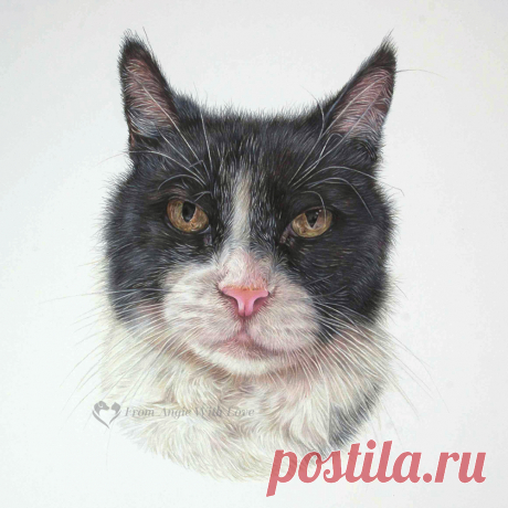 Кошачьи портреты карандашом