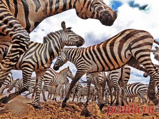 Лучшие фотографии от National Geographic в мае 2016 года — Фотоискусство
