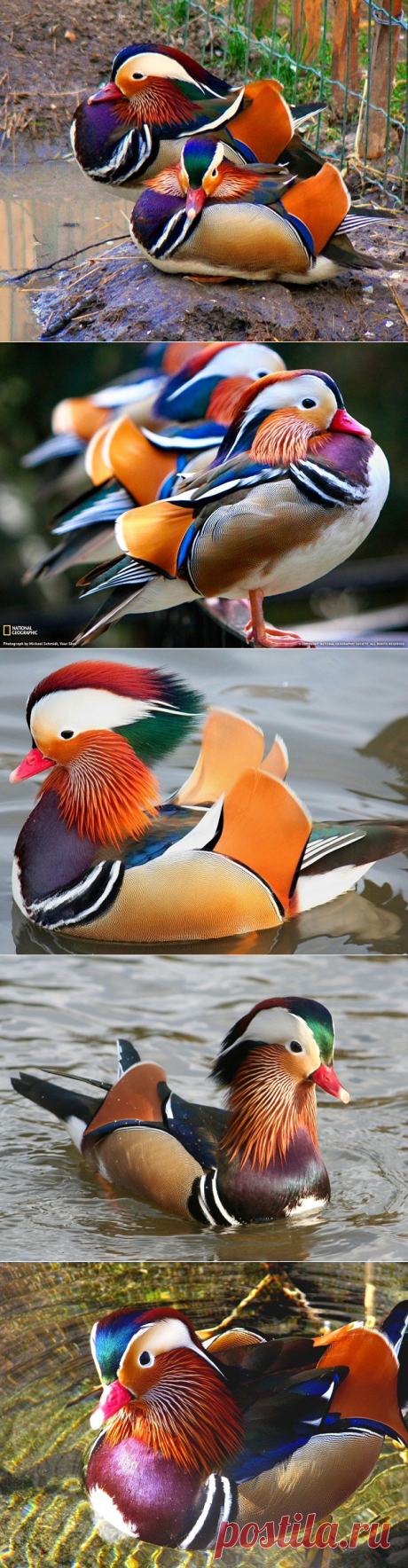 Утка мандаринка