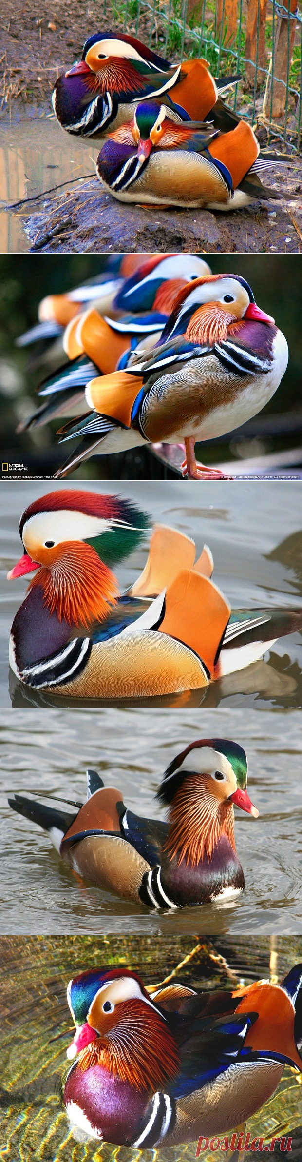 Утка мандаринка