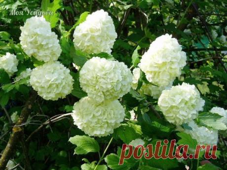 БУЛЬДОНЕЖ - СНЕЖНЫЕ ШАРЫ

Издавна славянский народ видел в калине символ девичьей красоты и нежности, а за белые веночки цветков называл ее свадебным деревом.

Развесистые кусты калины можно часто встретить в садах. А один из ее видов, известный садоводам под названием «бульдонеж» относится к числу лучших декоративных кустарниковых растений.

Это настоящая жемчужина сада. Она всегда имеет привлекательный вид. Весной, когда цветет целый месяц, летом насыщенной зеленой листв...