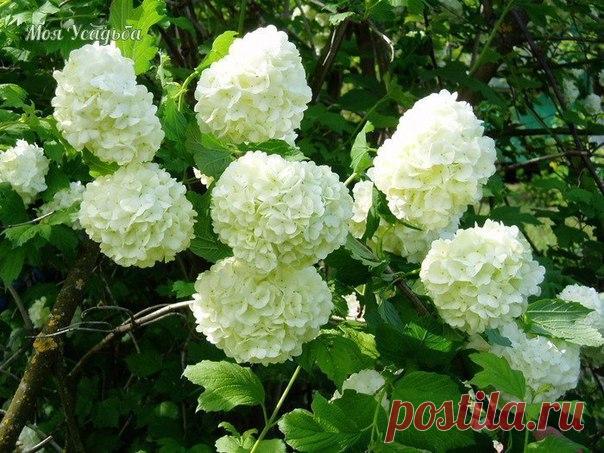 БУЛЬДОНЕЖ - СНЕЖНЫЕ ШАРЫ

Издавна славянский народ видел в калине символ девичьей красоты и нежности, а за белые веночки цветков называл ее свадебным деревом.

Развесистые кусты калины можно часто встретить в садах. А один из ее видов, известный садоводам под названием «бульдонеж» относится к числу лучших декоративных кустарниковых растений.

Это настоящая жемчужина сада. Она всегда имеет привлекательный вид. Весной, когда цветет целый месяц, летом насыщенной зеленой листв...