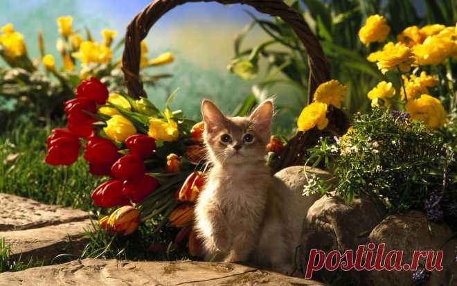 кошка цветы dra last cats 28