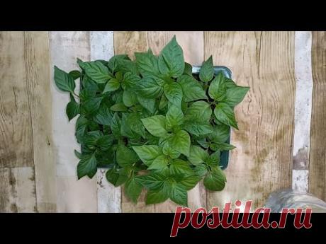 Теперь сею перцы только так, рассада всегда коренастая, крепкая, не вытягивается, здоровая и урожая