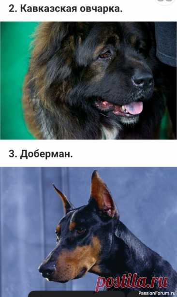 Породы - однолюбы: Собаки, которые никогда не признают нового хозяина.