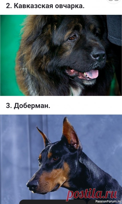 Породы - однолюбы: Собаки, которые никогда не признают нового хозяина.