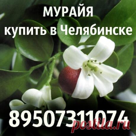 Купить Мурайю в Челябинске | OK.RU