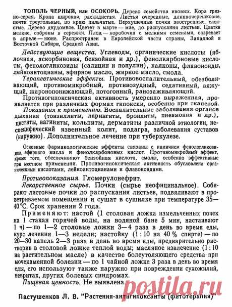 Тополь черный или осокорь