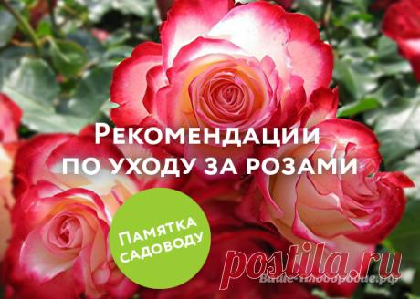 Посадка и уход за розами. О чём нужно помнить