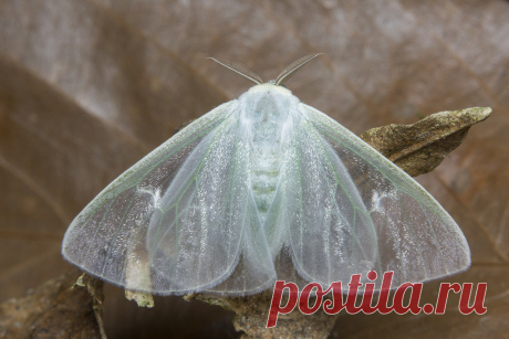 _Z2A0843 Arctornis sp. tussock moth. Erebidae, Lymantriinae
