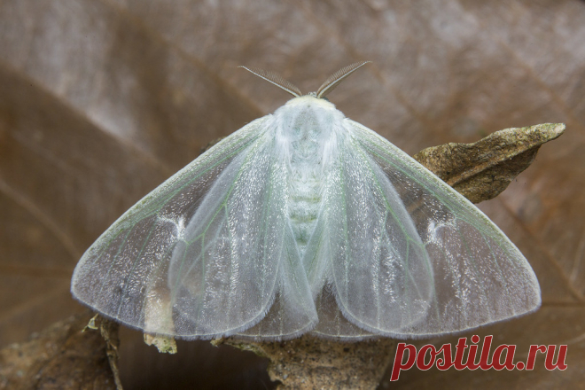 _Z2A0843 Arctornis sp. tussock moth. Erebidae, Lymantriinae
