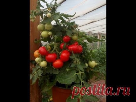 БАЛКОННЫЕ ПОМИДОРЫ-ПЛОДОНОШЕНИЕ! - YouTube