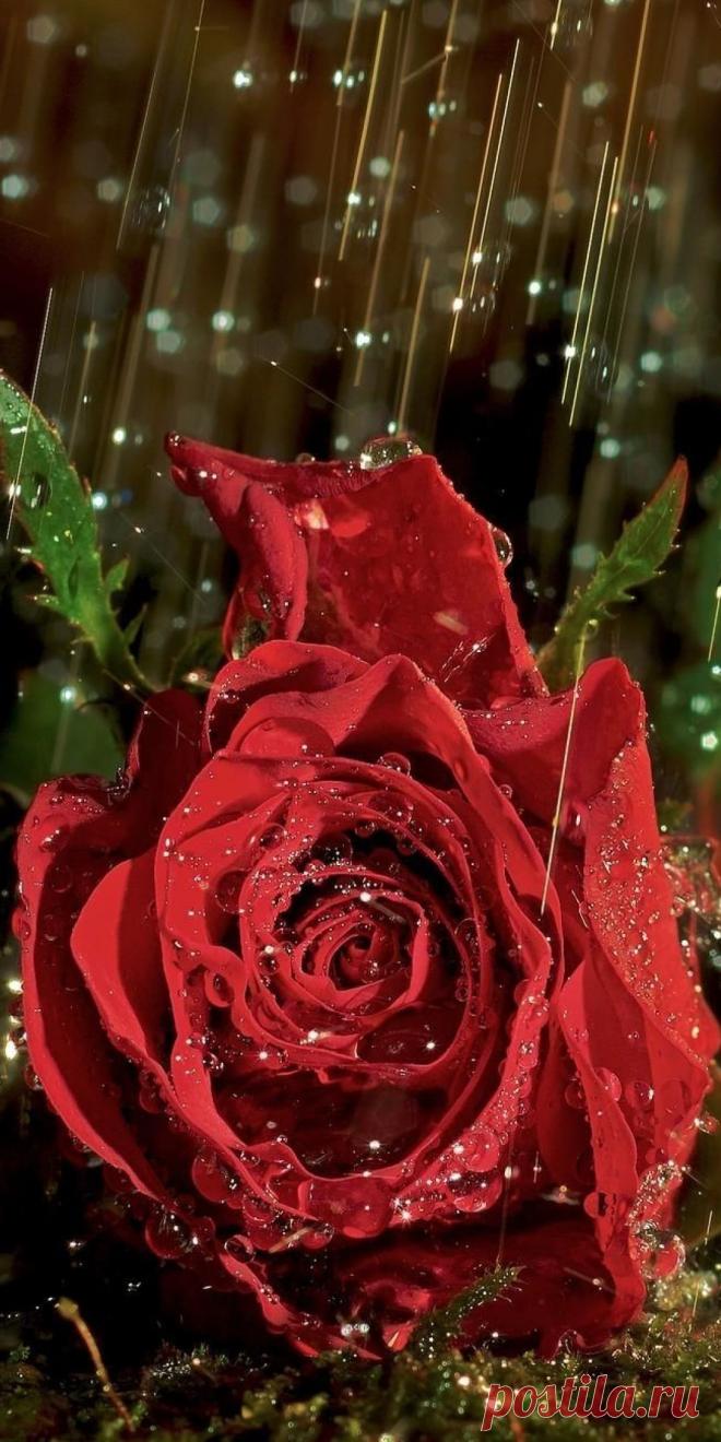 Обои цветок роза скачать на телефон в хорошем качестве.