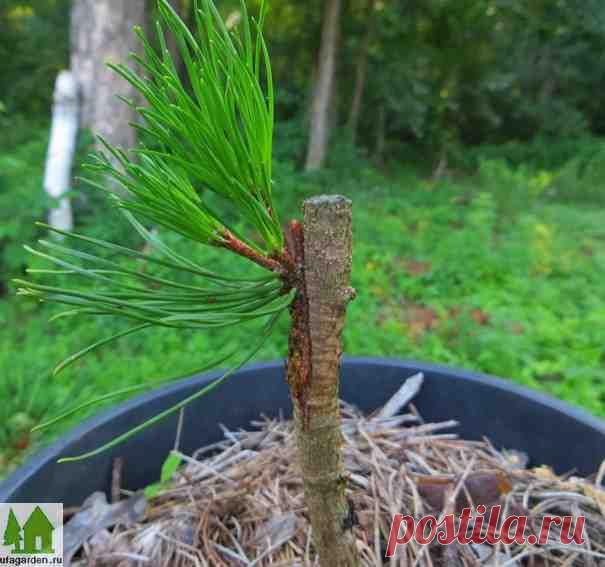 Размножение сосны | Дачная жизнь - сад, огород, дача