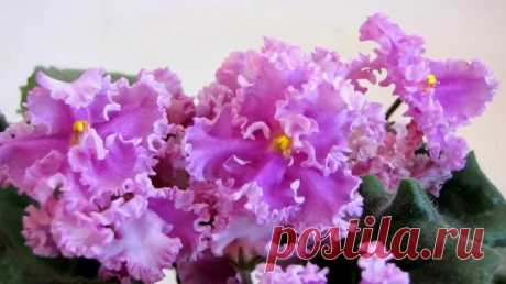 Фиалка Rosie Ruffles: описание и фото цветка