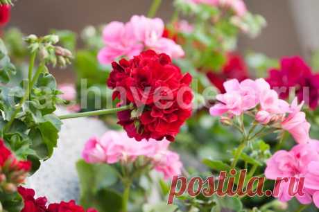 Хотите чтобы герань пышно цвела круглый год? - Поите ее бражкой - Советы и лайфхаки У комнатных растений в почве ограничен запас питательных веществ. Если их не удобрять, то не следует надеяться на буйное цветение. Герань. Иллюстрация для статьи используется по стандартной лицензии ©dachnyedela.ru Для подкормки растений не обязательно использовать дорогостоящие добавки, которые продаются в магазинах. Обеспечить активный рост и цветение можно с помощью браги. Рецепт Классич...