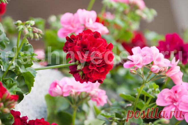 Хотите чтобы герань пышно цвела круглый год? - Поите ее бражкой - Советы и лайфхаки У комнатных растений в почве ограничен запас питательных веществ. Если их не удобрять, то не следует надеяться на буйное цветение. Герань. Иллюстрация для статьи используется по стандартной лицензии ©dachnyedela.ru Для подкормки растений не обязательно использовать дорогостоящие добавки, которые продаются в магазинах. Обеспечить активный рост и цветение можно с помощью браги. Рецепт Классич...