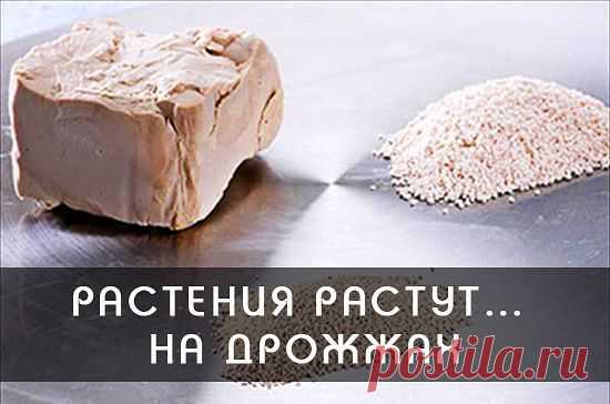 (7) Gallery.ru / Мощное удобрение из одуванчиков! - Подкормка - TATO4KA6
