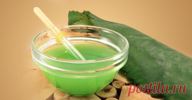 Лечим насморк с помощью каланхоэ / Будьте здоровы