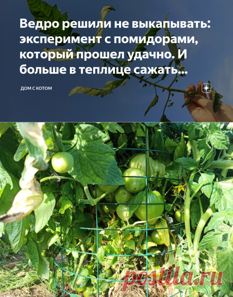 Ведро решили не выкапывать: эксперимент с помидорами, который прошел удачно. И больше в теплице сажать томаты не буду | Дом с Котом | Яндекс Дзен