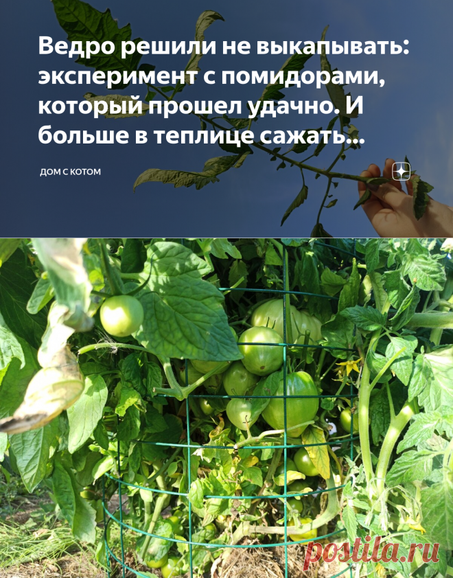 Ведро решили не выкапывать: эксперимент с помидорами, который прошел удачно. И больше в теплице сажать томаты не буду | Дом с Котом | Яндекс Дзен