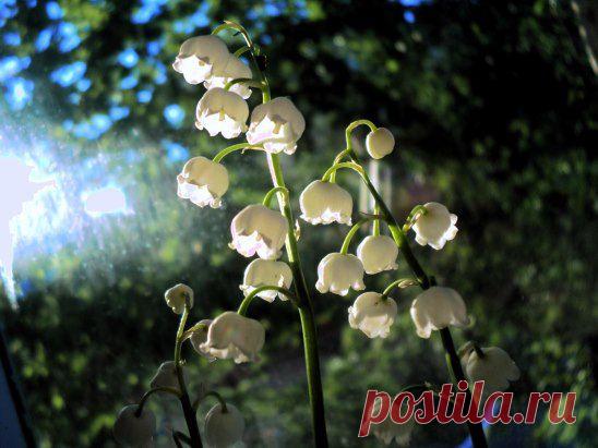 Одноклассники