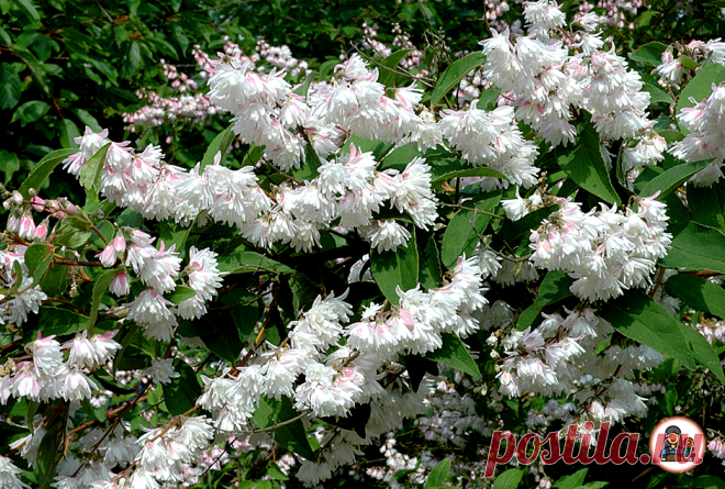 Малоизвестные кустарники, которые цветут все лето и едва ли уступают розе по красоте. Рассказываю о каждом | 6 соток