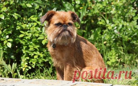 Брюссельский гриффон: фото, описание породы, характер, особенности ухода и содержания собаки