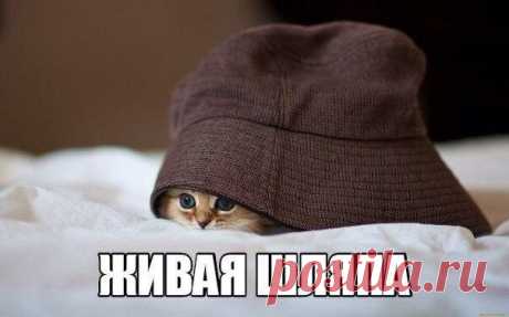 Новый выпуск с котиками - 7 октября - страница 13