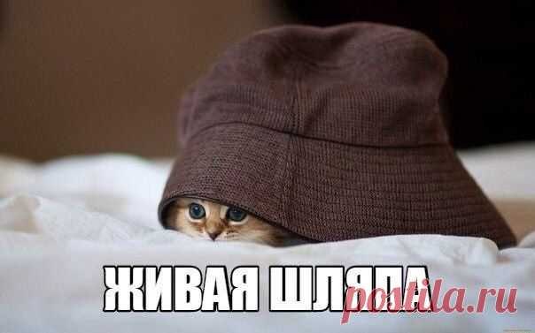 Новый выпуск с котиками - 7 октября - страница 13