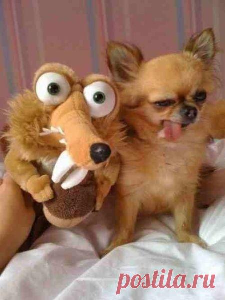 Прикольные картинки для поднятия настроения « Сайт Юмора.нет - Фото приколы онлайн, бесплатные видео, игры и девушки. Умора ;-)