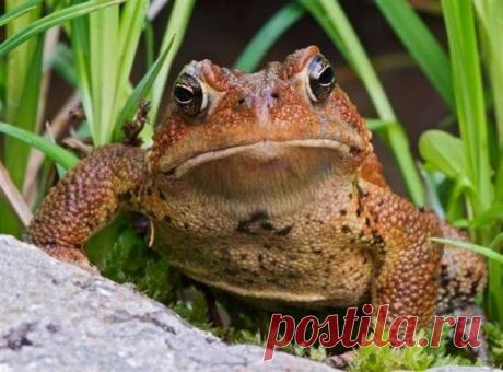 Лягушка или принцесса? Как понять, кто вы? — Сияние Жизни