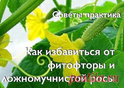 УЮТНЫЙ ДОМ И САД – Елена Соничева(Шункина) добавила фотографию в альбом Огороды, грядки