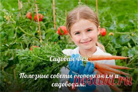 Полезные советы огородникам и садоводам

1. Сирень, роза, пихта, барбарис и белая акация могут подавлять рост соседних деревьев, особенно груши и яблони.

2. Если на участке есть склон, то малину и другие ягодные кустарники не рекомендуется сажать в его нижней части. Так вы обеспечите отток холодного воздуха на участке.
Показать полностью…