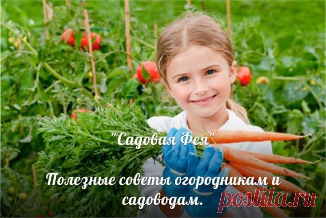 Полезные советы огородникам и садоводам

1. Сирень, роза, пихта, барбарис и белая акация могут подавлять рост соседних деревьев, особенно груши и яблони.

2. Если на участке есть склон, то малину и другие ягодные кустарники не рекомендуется сажать в его нижней части. Так вы обеспечите отток холодного воздуха на участке.
Показать полностью…