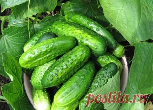Растим огурцы по-быстрому
