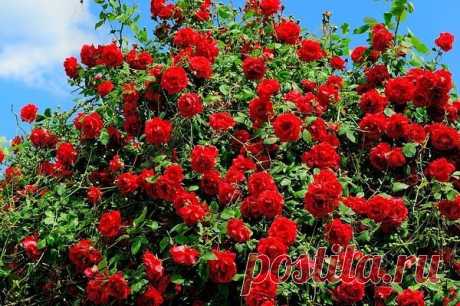 Как вырастить розы в своем саду Как вырастить розы в своем саду
Роза прекрасна и, без всякого сомнения, является «царицей цветов». Правильно посадив розы и осуществляя необходимый уход за ними, можно получать наслаждение от красоты своего розария многие-многие годы. Всего лишь надо научиться соблюдению некоторых несложных правил по возделыванию прекрасной культуры. Изучить основы правила «пяти П»: посадку, подкормку, полив, подрезку, прикрытие на зиму.