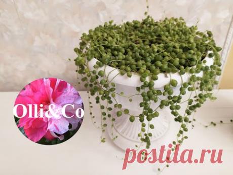 КРЕСТОВНИК РОУЛИ  УХОД