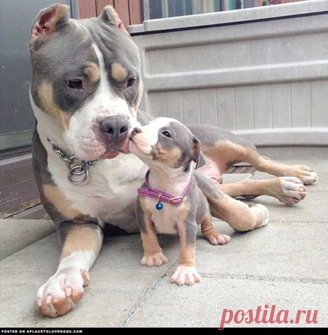 Pitbull And Baby Pitbull | A Place to Love Dogs