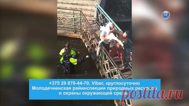 ОПЕРАЦИЮ ПО СПАСЕНИЮ ЛЕБЕДЕЙ ПРОВОДИЛИ МОЛОДЕЧНЕНСКИЕ СПАСАТЕЛИ.

https://youtu.be/gLt5rwX4_XU?t=453

В Радошковичах на территории гидропарка санатория Сосновый бор водоплавающие птицы попали в фонтан и оказались в ловушке. Как рассказал нашему телеканалу начальник районной инспекции природных ресурсов и охраны окружающей среды Владислав Чернов, лебеди – тяжёлые птицы, и для того чтобы взлететь им требуется пространство для разгона – примерно - 20-30 метров. Спасатели выло...