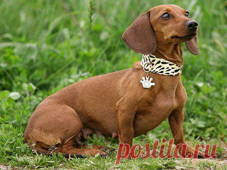 Такса (Dachshund) – описание породы собаки, карликовая, миниатюрная, гладкошерстная, длинношерстная, все про таксу | Animal.ru